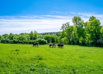 Pasto ideal para gado e cavalo: como escolher o capim certo?