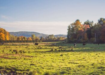 Sistema Antecipasto revoluciona a integração lavoura-pecuária no Cerrado