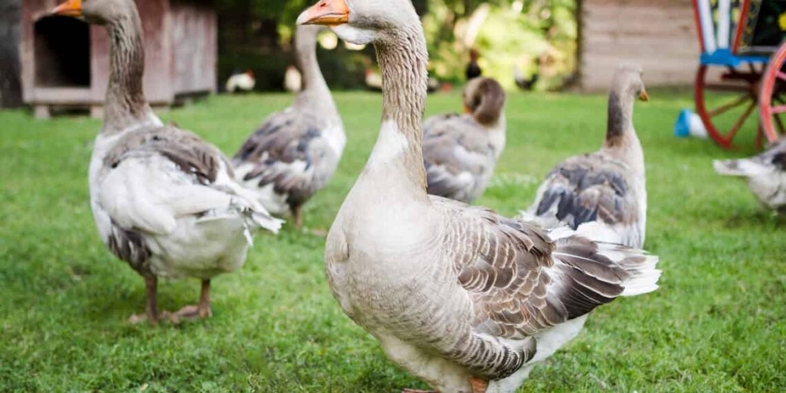 Quer criar patos e gansos? Veja como começar com o pé direito