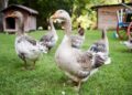Quer criar patos e gansos? Veja como começar com o pé direito