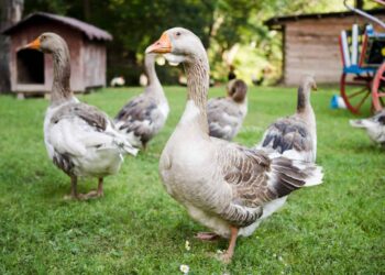 Quer criar patos e gansos? Veja como começar com o pé direito