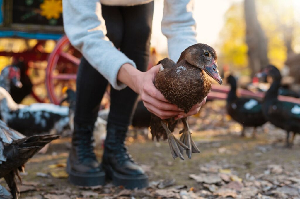 Quer criar patos e gansos? Veja como começar com o pé direito
