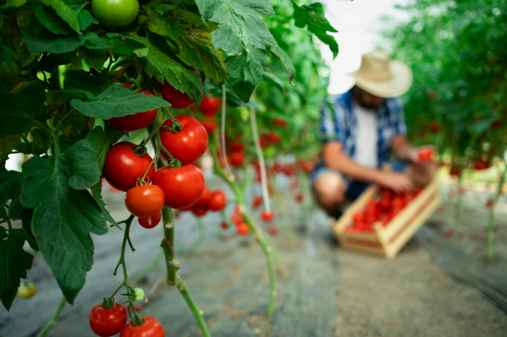 Tecnologia no campo impulsiona colheita recorde de tomates no Noroeste do Paraná