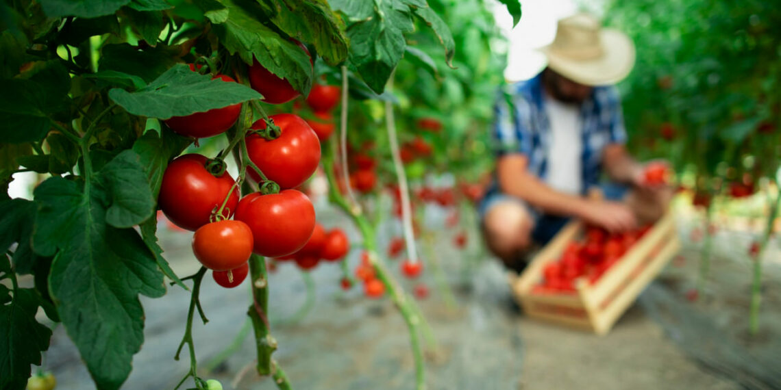 Doenças e pragas ameaçam lavouras de tomate e batata no Brasil