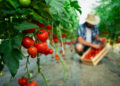 Doenças e pragas ameaçam lavouras de tomate e batata no Brasil