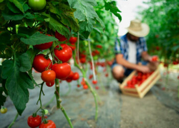 Doenças e pragas ameaçam lavouras de tomate e batata no Brasil