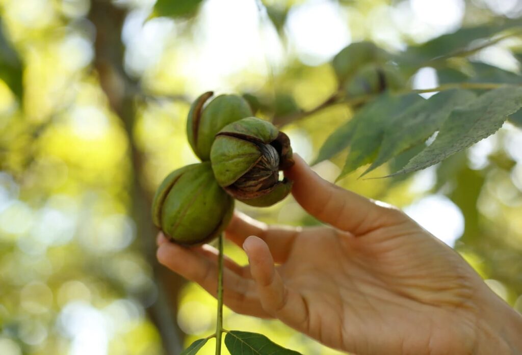 Capacitação em irrigação foca no fortalecimento da cultura da nogueira-pecã