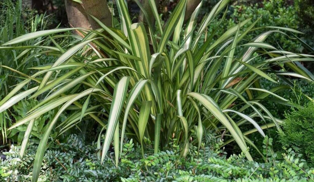 Formio: como cuidar da planta que valoriza o jardim o ano inteiro