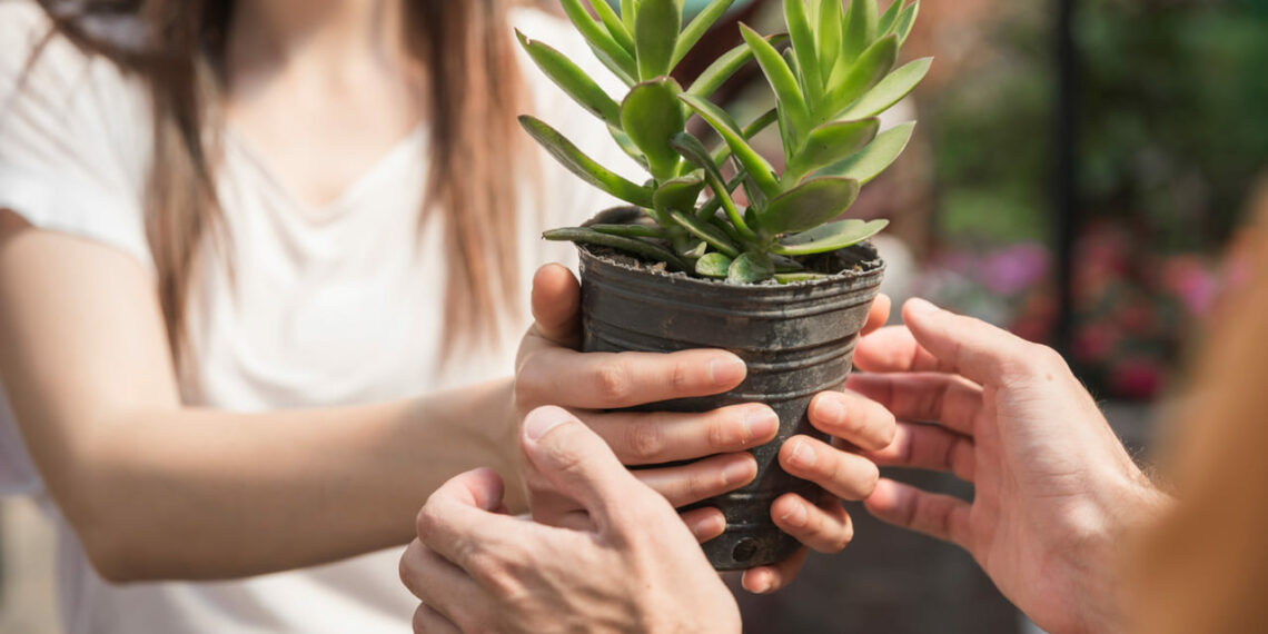 Plantas que simbolizam força e proteção para presentear no Dia dos Pais