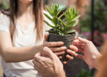 Plantas que simbolizam força e proteção para presentear no Dia dos Pais