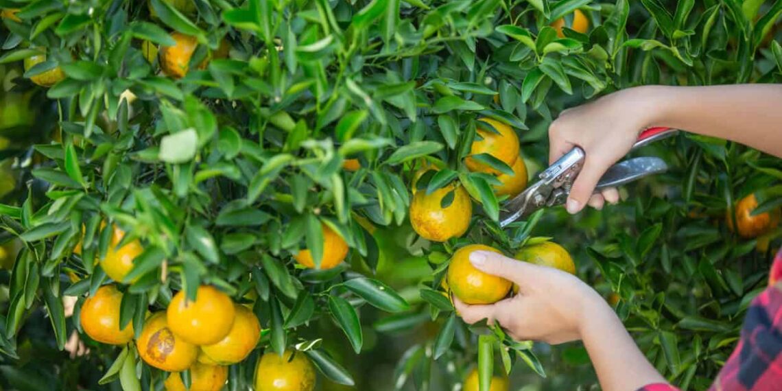 Como podar frutíferas da forma correta e turbinar sua colheita