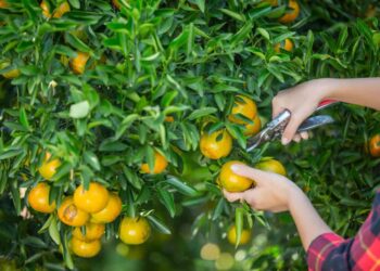 Como podar frutíferas da forma correta e turbinar sua colheita