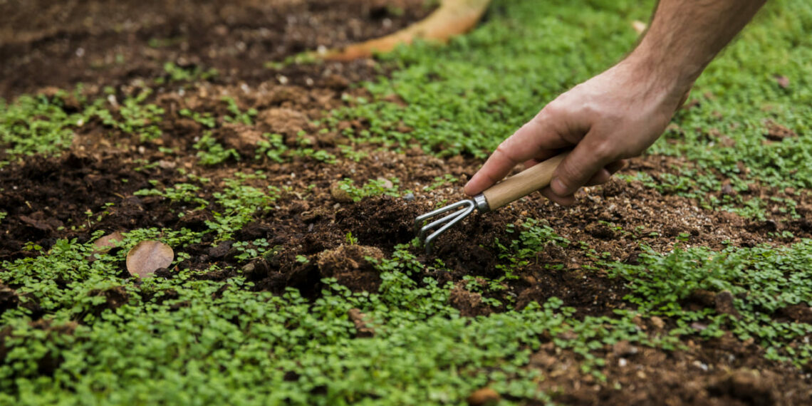 Sistemas de preparo do solo: entenda como cada técnica afeta o cultivo e a produtividade agrícola