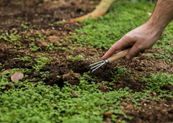Sistemas de preparo do solo: entenda como cada técnica afeta o cultivo e a produtividade agrícola