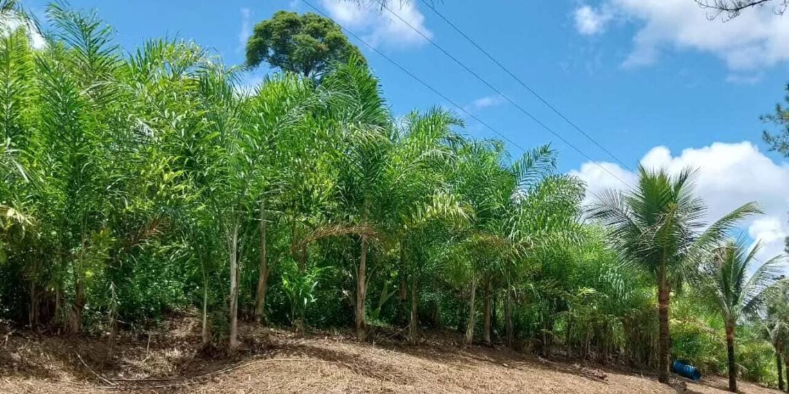 Palmito de pupunha fortalece agricultura familiar no Paraná