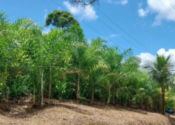 Palmito de pupunha fortalece agricultura familiar no Paraná