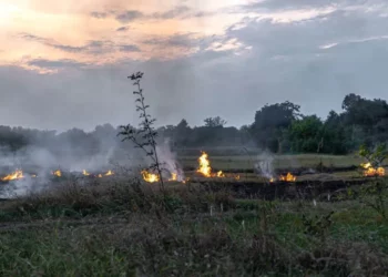 Ação coordenada na Amazônia despenca focos de incêndio em Rondônia
