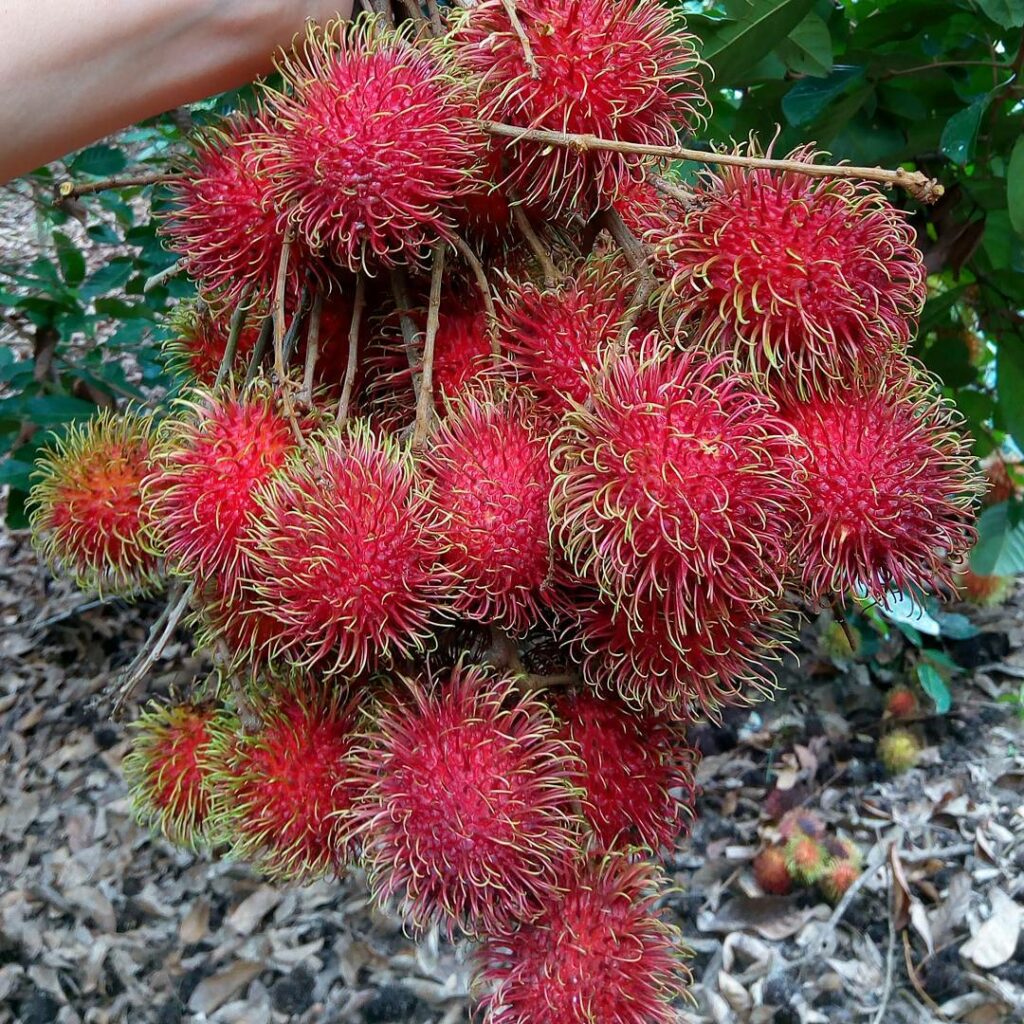 Rambutão: a fruta exótica de aparência peluda que conquista pelo sabor tropical