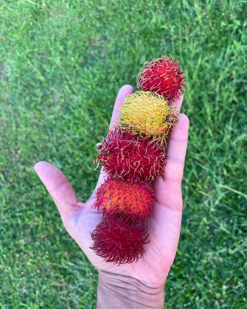 Rambutão: a fruta exótica de aparência peluda que conquista pelo sabor tropical