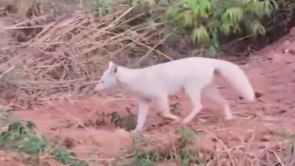 Primeira raposa-caranguejeira albina do mundo é registrada no Brasil