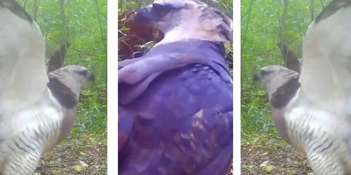 Imagem: Montagem/Reprodução