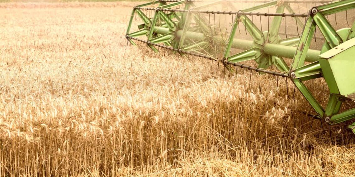 Safra de trigo em perigo com avanço da giberela