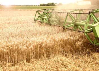 Safra de trigo em perigo com avanço da giberela