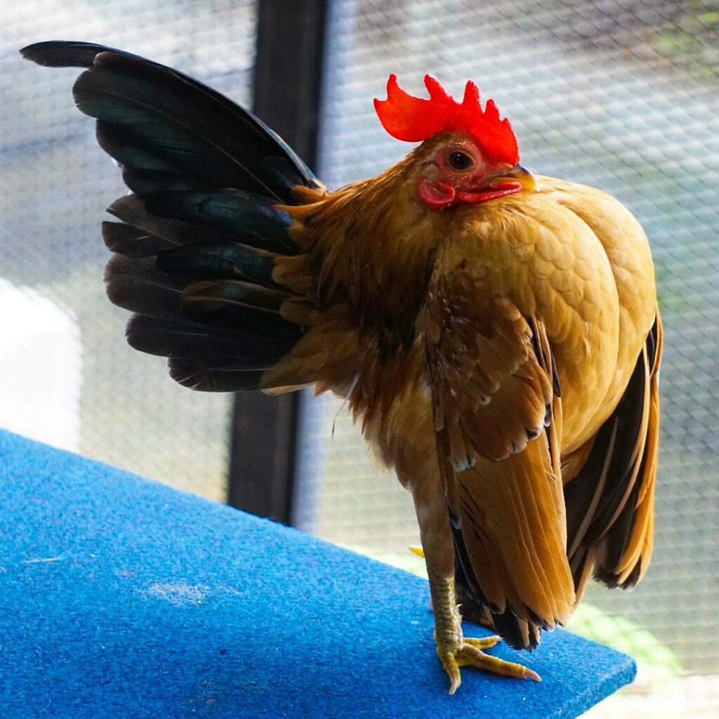Conheça a Serama, a menor galinha do mundo que virou febre entre criadores no Brasil