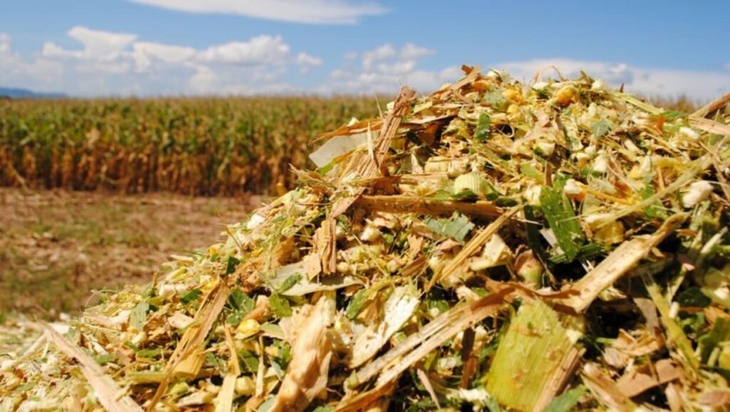 Silagem de milho na pecuária leiteira: como potencializar resultados com manejo inteligente