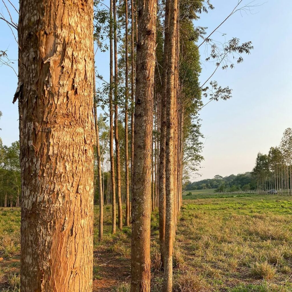 Agrofloresta e Pecuária: vantagens de adotar o sistema silvipastoril na produção brasileira