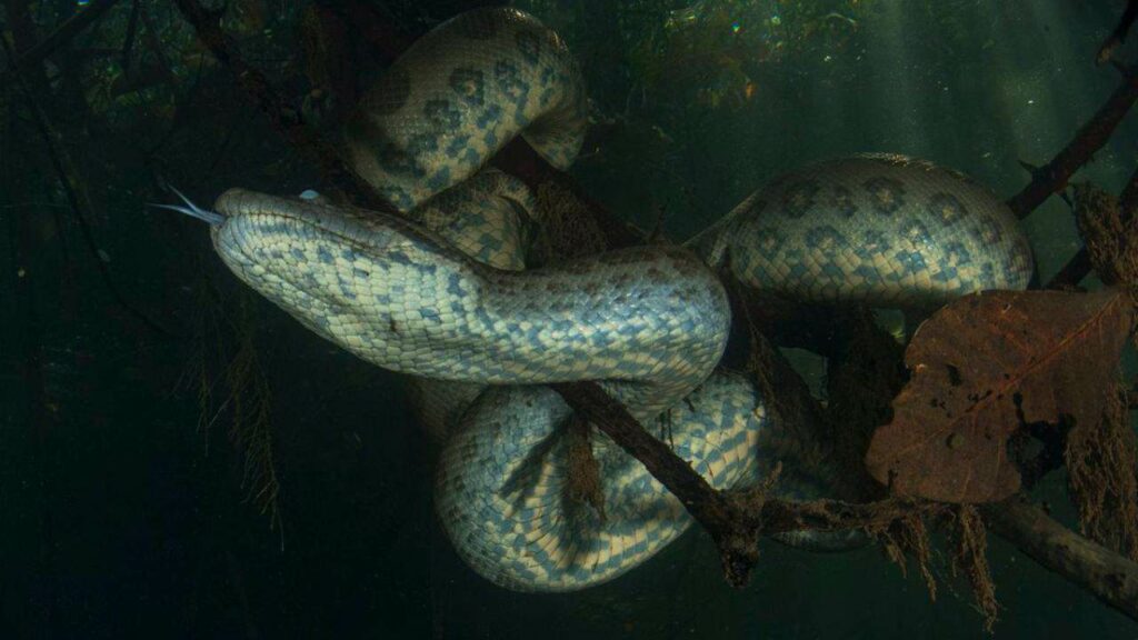 Nova sucuri da Amazônia pode chegar a 200 kg e muda o que sabemos sobre predadores gigantes