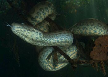 Nova sucuri da Amazônia pode chegar a 200 kg e muda o que sabemos sobre predadores gigantes