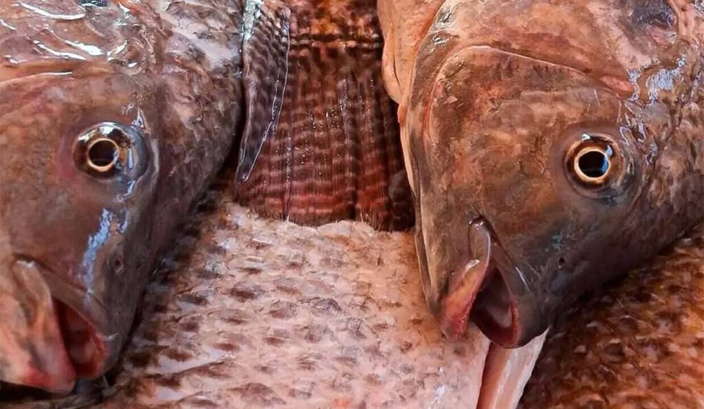 Tilápia vira matéria-prima para saúde, moda e alimentação