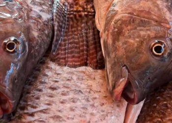 Tilápia vira matéria-prima para saúde, moda e alimentação