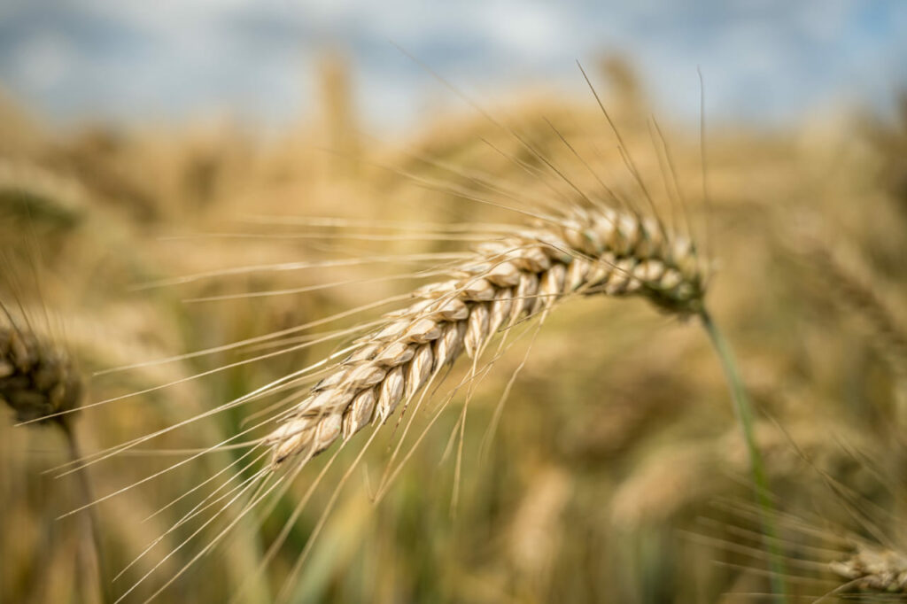 Brasil inaugura usina pioneira de etanol de trigo no Rio Grande do Sul