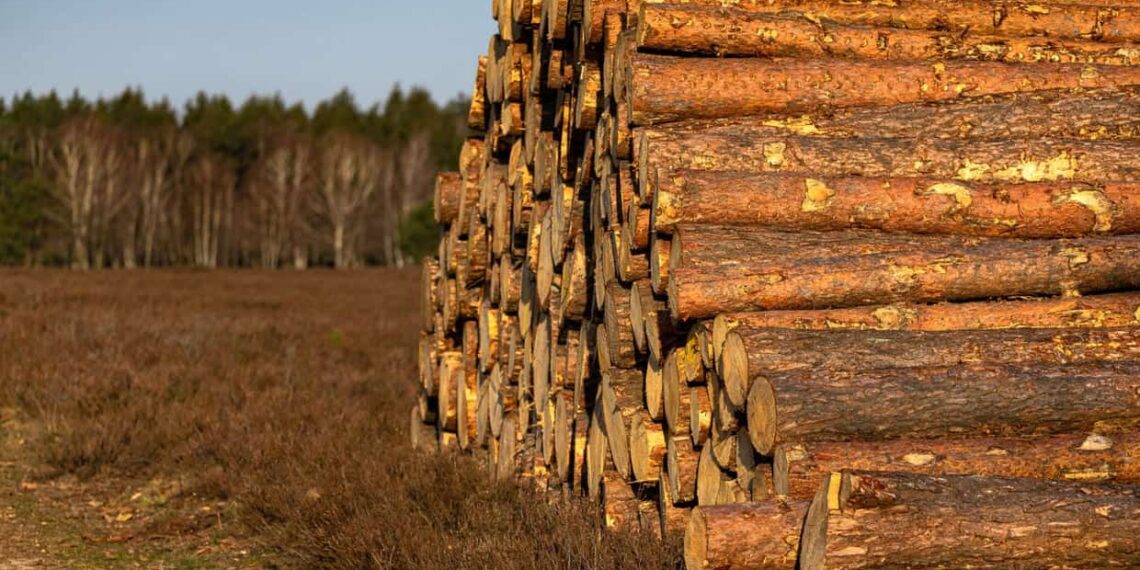 Planilha ajuda a calcular custo da madeira e estimar benefícios ambientais na propriedade rural