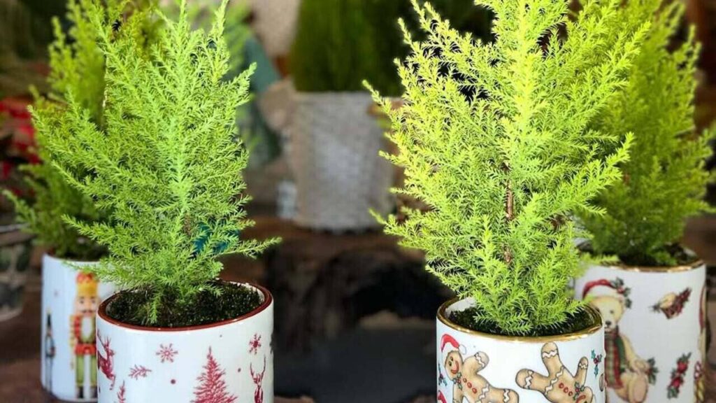 Tuia-holandesa: elegância perene e aroma marcante no paisagismo