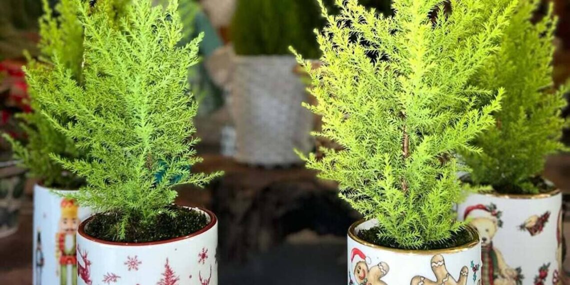 Imagem: fischerjardinagem_