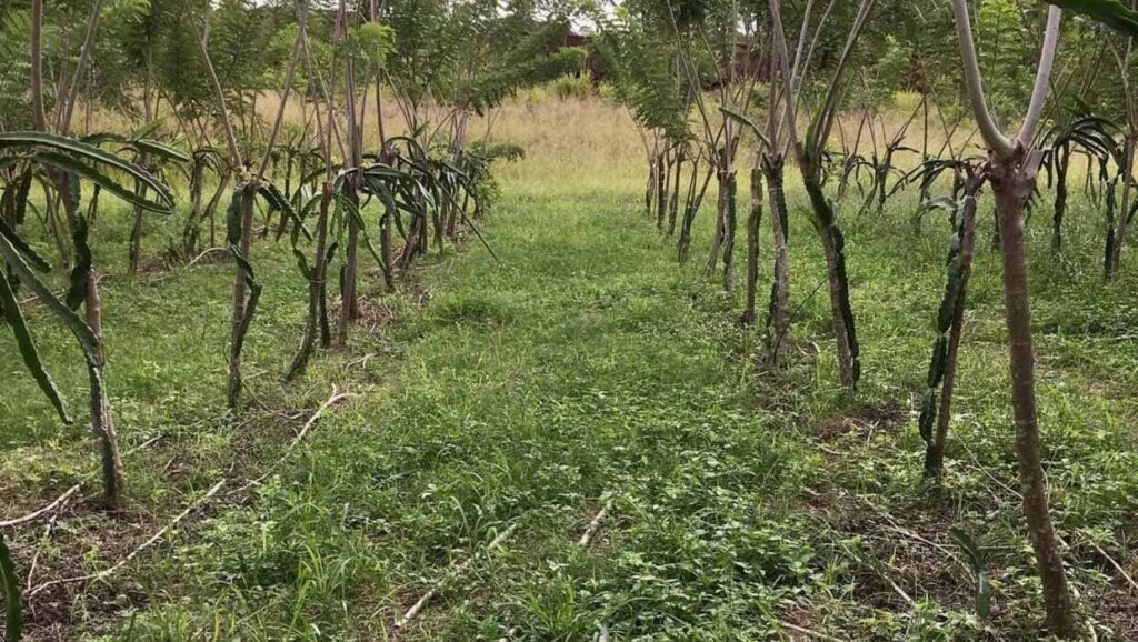 Gliricídia na seca: a planta que mudou o jogo da pecuária no semiárido