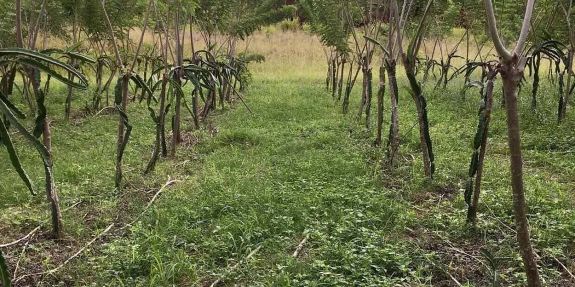 Gliricídia na seca: a planta que mudou o jogo da pecuária no semiárido