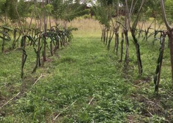 Gliricídia na seca: a planta que mudou o jogo da pecuária no semiárido