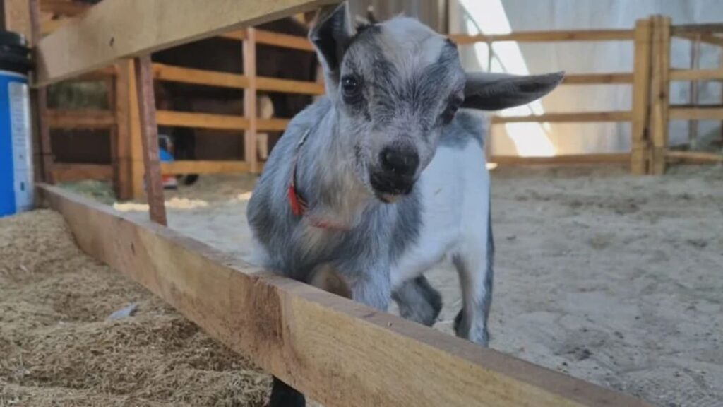 EXPO Rio Preto agita o fim de semana com entrada gratuita e atividades para todas as idades