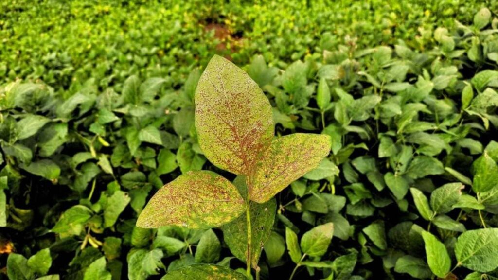 Safra de soja 24/25 tem ferrugem asiática sob controle no RS