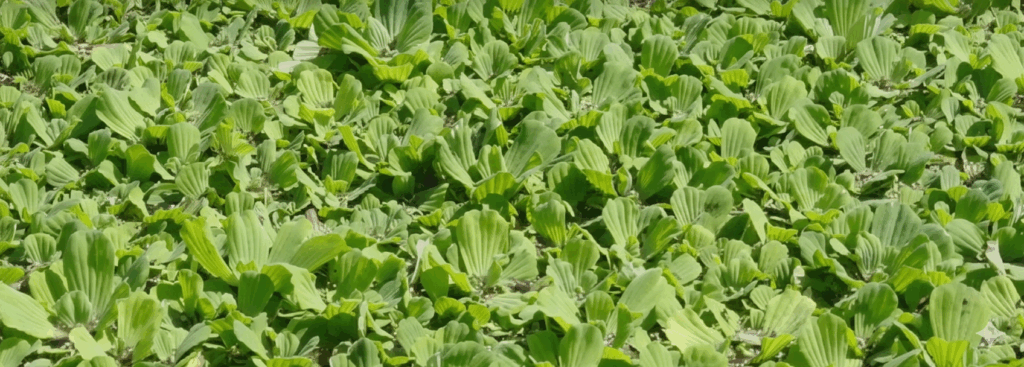 Prefeitura de Londrina inicia remoção de alface‑d’água no lago Igapó