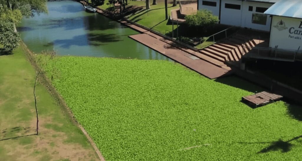 Prefeitura de Londrina inicia remoção de alface‑d’água no lago Igapó