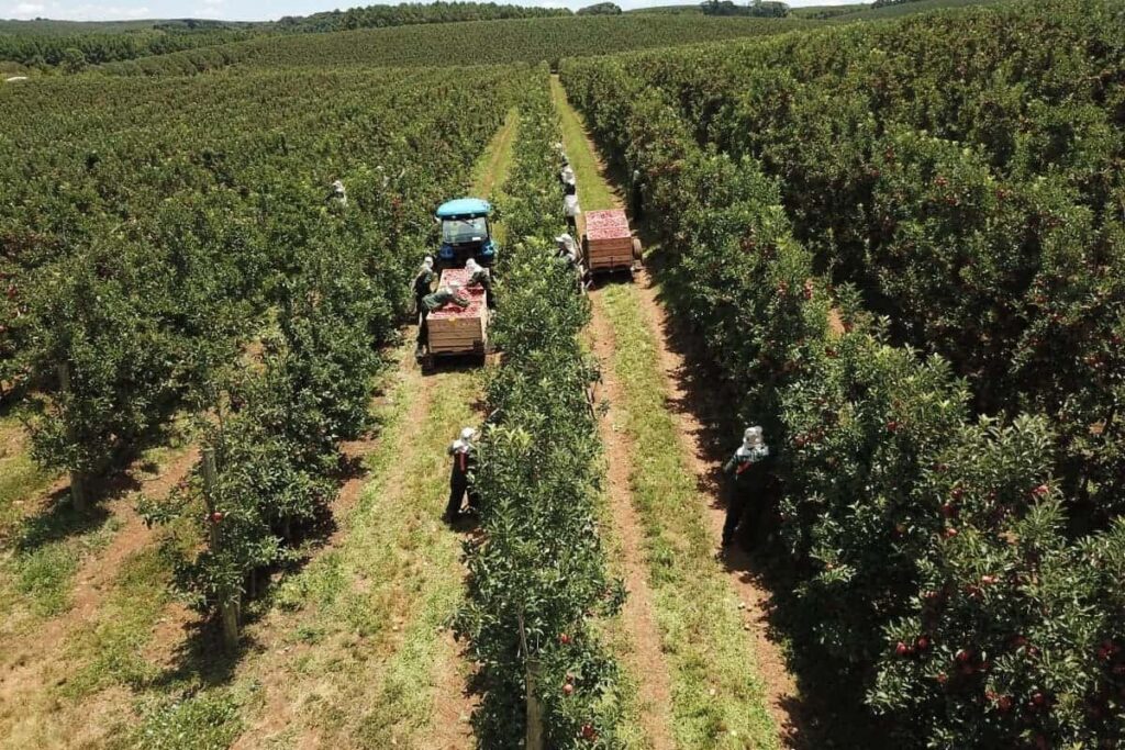 Produção de maçãs volta a crescer no Brasil e renova expectativas do setor