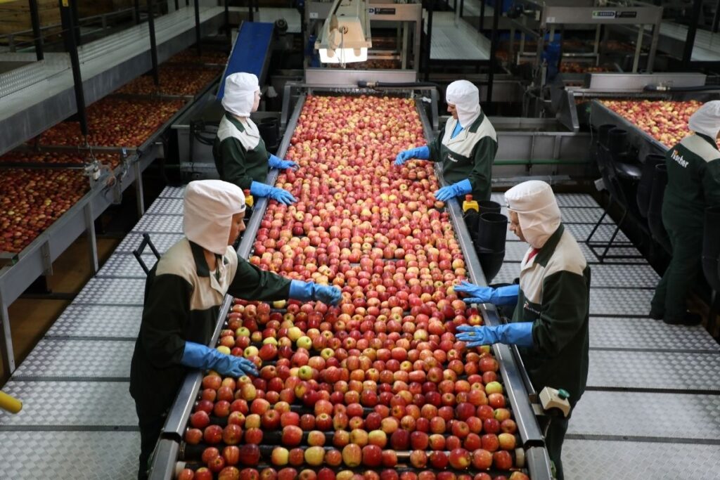 Produção de maçãs volta a crescer no Brasil e renova expectativas do setor
