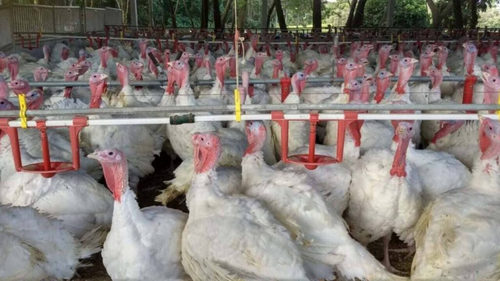 Exportações de carne de peru crescem 5,5% no Paraná e colocam estado na liderança da alta nacional