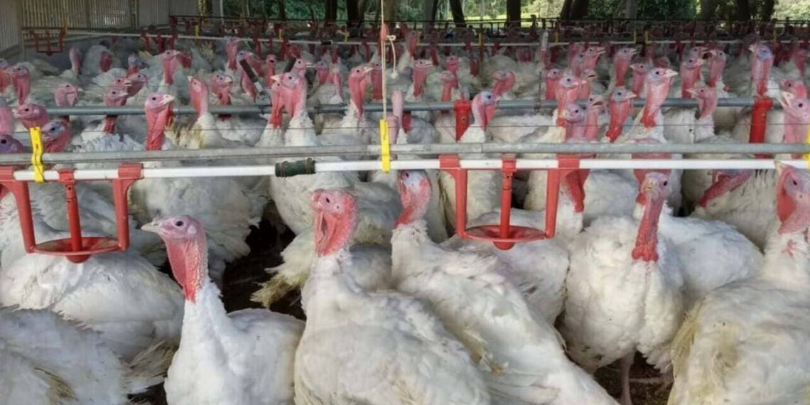 Exportações de carne de peru crescem 5,5% no Paraná e colocam estado na liderança da alta nacional