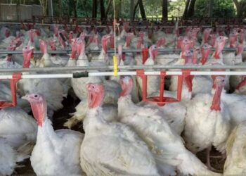 Exportações de carne de peru crescem 5,5% no Paraná e colocam estado na liderança da alta nacional